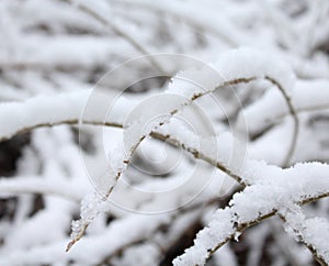 Snow and ice on a plant