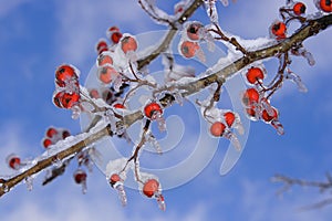 La nieve a tormenta 