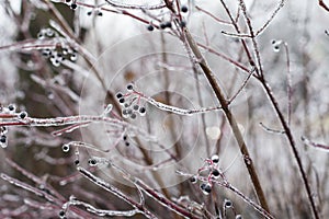 Snow and Ice Storm, Icicles on the bush