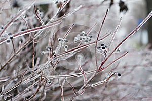 Snow and Ice Storm, Icicles on the bush