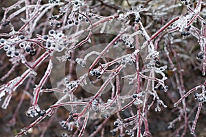 Snow and Ice Storm, Icicles on the bush