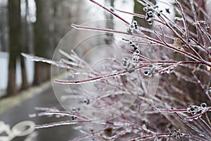 Snow and Ice Storm, Icicles on the bush