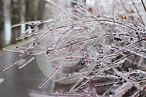 Snow and Ice Storm, Icicles on the bush