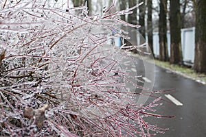 Snow and Ice Storm, Icicles on the bush