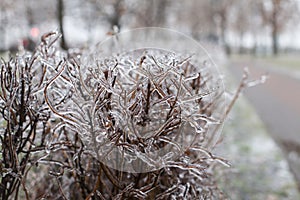 Snow and Ice Storm, Icicles on the bush