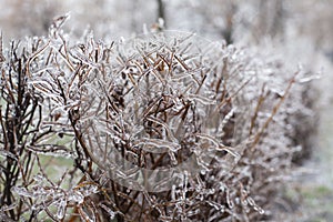 Snow and Ice Storm, Icicles on the bush