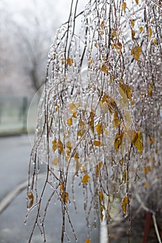 Snow and Ice Storm, Icicles on the bush