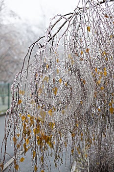 Snow and Ice Storm, Icicles on the bush