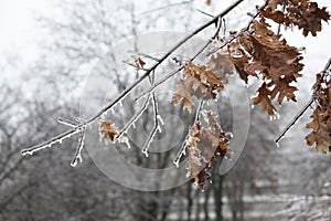 Snow and Ice Storm, Icicles on the bush