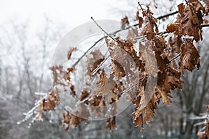 Snow and Ice Storm, Icicles on the bush