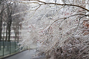 Snow and Ice Storm, Icicles on the bush