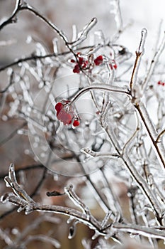 Snow and Ice Storm, Icicles on the bush