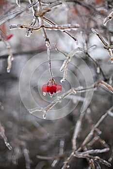 Snow and Ice Storm, Icicles on the bush