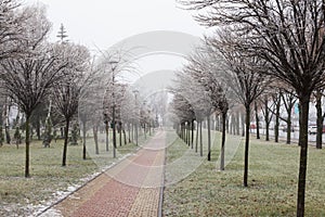 Snow and Ice Storm, the park