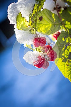 Snow and ice on wild raspberries in spring time cold