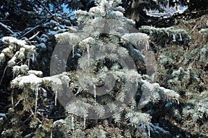 Snow and icicles on branches of blue spruce