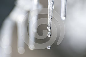 The snow and icicles are melting from a roof in spring. Beautiful transparent drops slowly fall of a roof. Blurred background