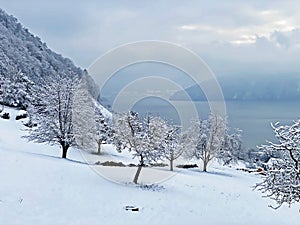 Snow idyll on the lake Lucerne VierwaldstÃ¤ttersee or Vierwaldstaettersee in the Weggis settlement - Canton of Lucerne