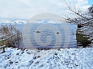 Snow idyll on the lake Lucerne VierwaldstÃ¤ttersee or Vierwaldstaettersee in the Weggis settlement - Canton of Lucerne