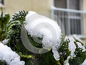 Snow on Japanese cedar branches 1