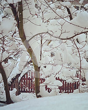 Snow & Japanese Maples