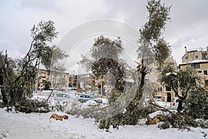 Snow in Jerusalem