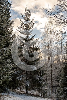 Snow-kissed Sentinel: The Majestic Fir of Pokainu Mezs, Dobele, Latvija