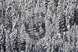 Snow laden conifers