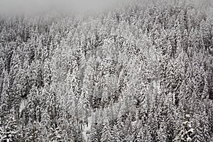 Snow laden conifers