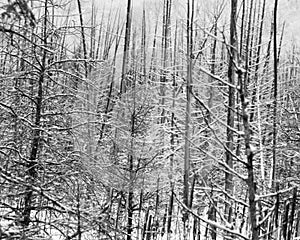 Snow laden dead cedar trees in a swamp