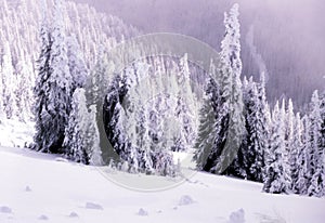Snow laden landscape