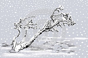 Snow laden tree with snowfall photo