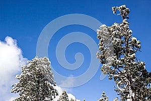 Snow Laden Trees On Clear Day