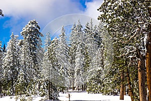 Snow Laden Trees In Mountain Forest