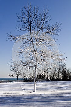 Snow laden winter tree