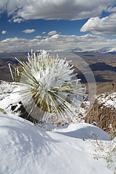 Snow laden Yucca