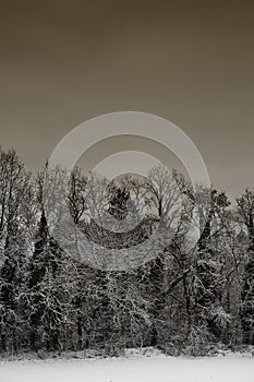 Snow Landscape #5