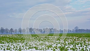 Snow landscape with farm feeld with green manure covered in snow and trees on a cold misty day in the flemish countryside