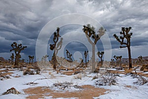 Snow Landscape in Joshua Tree National Park With Yucca Trees