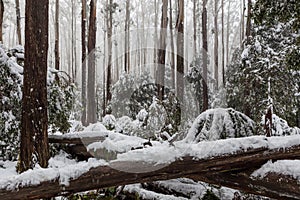 La neve dire bugie sul caduto alberi un felci australiano 