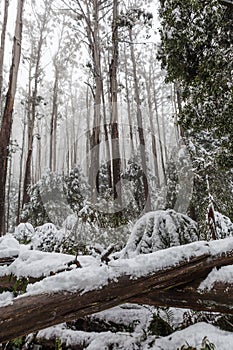 La neve dire bugie sul caduto alberi un felci australiano 