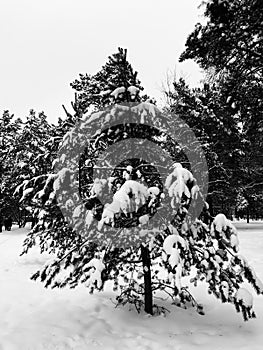 Snow lays on a tree in Otwock - Poland