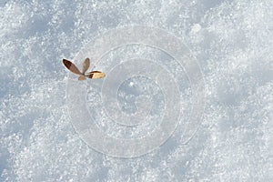Snow and leaf