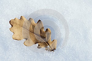 Snow and leaf