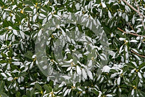 Snow-leaf ornament in the Bulgarian Pomorie