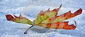 Snow and leaf