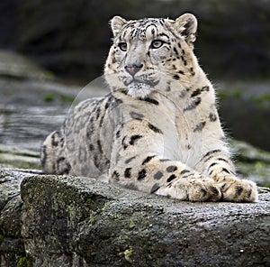 Snow Leopard 1 photo