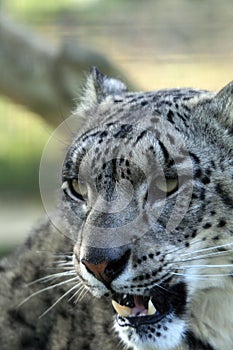 Snow Leopard 1