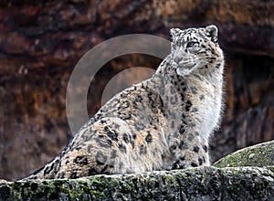Snow leopard 10