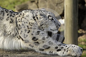 Snow leopard